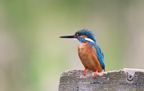 Figure 10. The Kingfisher�s beak inspired the new shape for 
the lead unit on a Japanese high-speed train. (Source: pixabay)
